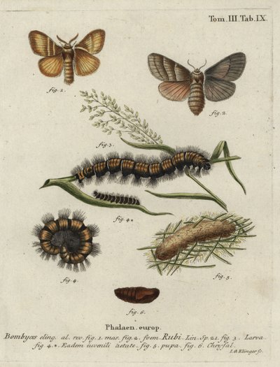 Lis ćma, Macrothylacia rubi. autorstwa Johann Georg Klinger