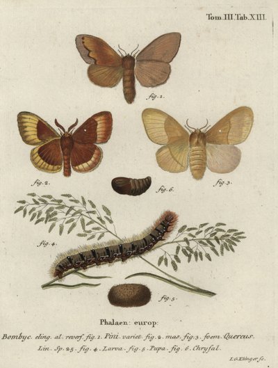 Laka sosnowa i ćmy z jaja dębowego. autorstwa Johann Georg Klinger