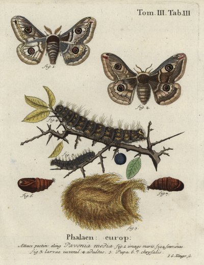 Sloe cesarz ćma, kręgosłup Saturna. autorstwa Johann Georg Klinger