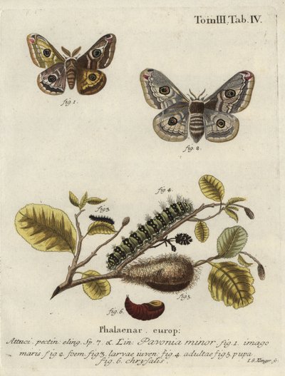 Nieznany obraz autorstwa Johann Georg Klinger