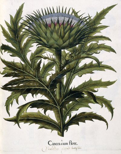 Cinera Cum Flore, 1613 autorstwa Johann Georg Ziesenis