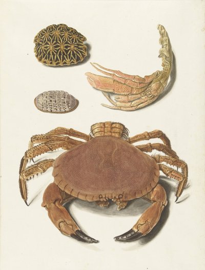 Krab, krabowe nożyce i dwie skorupy żółwia autorstwa Johann Gustav Hoch