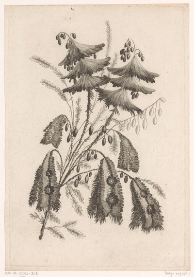 Parasolachtige bloemen Kolekcja kwiatów nowego smaku; For the Manufacture des Etoffes de Perse (tytuł serii) autorstwa Johann Heinrich  Hess