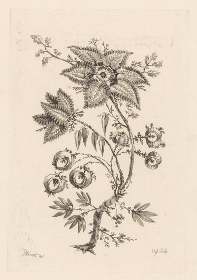 kwiaty w kształcie gwiazdy Fleures Baroques (tytuł serii) autorstwa Johann Heinrich  Hess