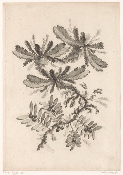 Takken spotkał się z Bessen Kolekcja kwiatów nowego smaku; For the Manufacture des Etoffes de Perse (tytuł serii) autorstwa Johann Heinrich  Hess