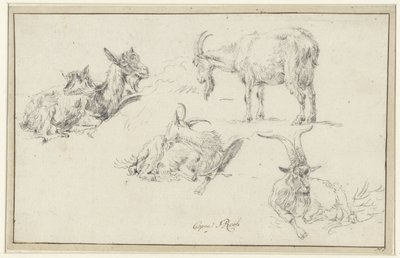 Badania kozy autorstwa Johann Heinrich Roos (possibly)