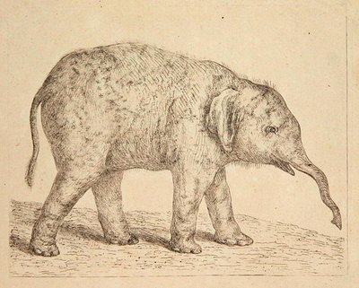 Słoń (akwaforta) autorstwa Johann Heinrich Wilhelm Tischbein