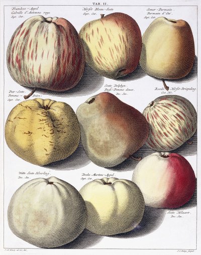 Jabłka różne, 1758 autorstwa Johann Hermann Knoop