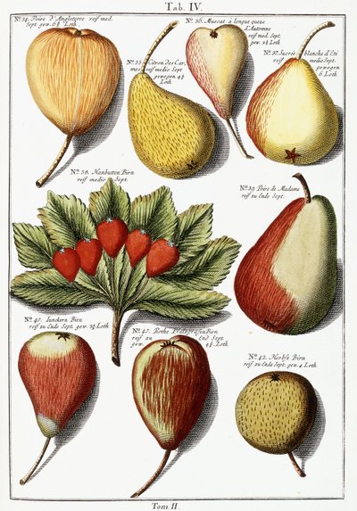 Różne gatunki gruszek, 1760-1766 autorstwa Johann Hermann Knoop