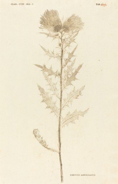 Lancetowaty oset autorstwa Johann Hieronymus Kniphof