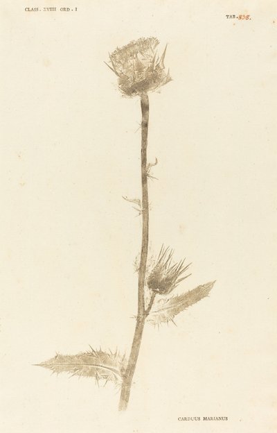Marianus Cardus autorstwa Johann Hieronymus Kniphof