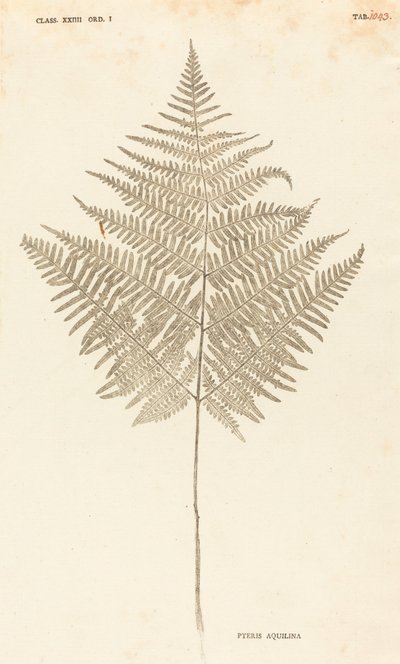 Pteris Akwilina autorstwa Johann Hieronymus Kniphof