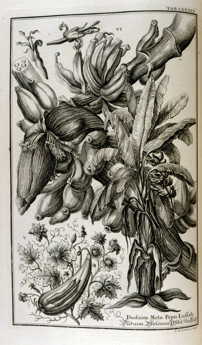 Biblijne rośliny i owoce, w tym mandragora i melon autorstwa Johann Jakob Scheuchzer