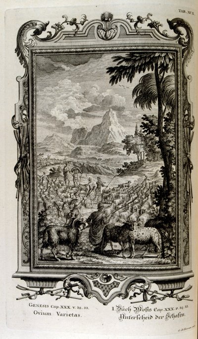 Biblijne odmiany owiec autorstwa Johann Jakob Scheuchzer