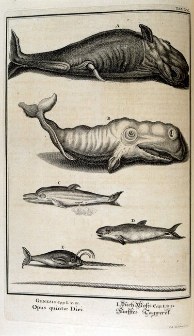 Miedzioryt z „Physica Sacra” szwajcarskiego uczonego. Johanna Jakoba Scheuchzera autorstwa Johann Jakob Scheuchzer