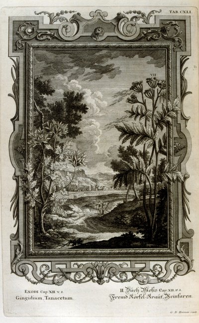 Ilustracja autorstwa Johann Jakob Scheuchzer