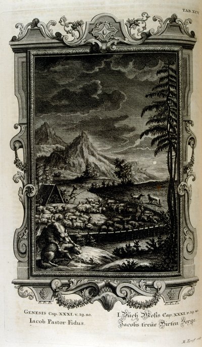 Pola Jacobsa autorstwa Johann Jakob Scheuchzer