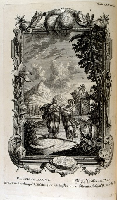 Roślina Mandragora. Często nazywana jest mandragorą autorstwa Johann Jakob Scheuchzer