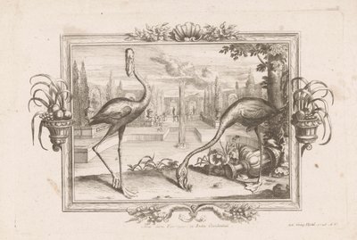 Dwa flamingi Aves dicta Flaminges ex India Occidentali (tytuł na obiekcie) autorstwa Johann Jakob Stelzer