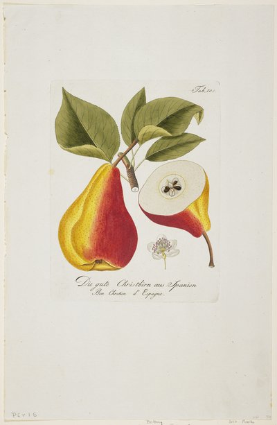 Die gute Christbirn aus Spanien z "Pomona Austriaca, ou Arbres Fruitiers D