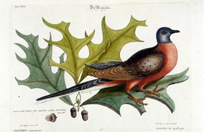Gołąb wędrowny, obecnie wymarły. Zoo, Seligman 1749 autorstwa Johann Michael Seligmann