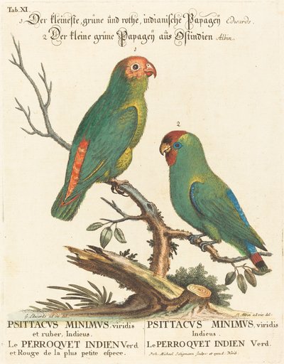 Papuga (Le Perroquet Indien. Psittacus Minimus) autorstwa Johann Michael Seligmann after George Edwards