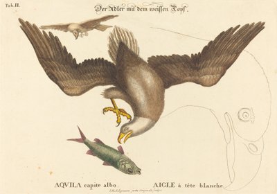 Bielik amerykański (Falco leucocephalus) autorstwa Johann Michael Seligmann after Mark Catesby