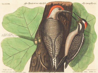Dzięcioł czerwonobrzuchy (Picus Carolinus) autorstwa Johann Michael Seligmann after Mark Catesby