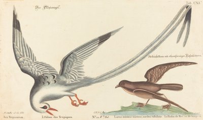 Ptak zwrotnikowy (Phaeton aethereus) autorstwa Johann Michael Seligmann after Mark Catesby