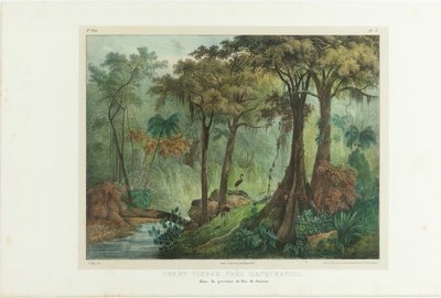 Dziewiczy Las W Pobliżu Manqueritipa. Z „Malownicza podróż w Brazylii”, 1835. autorstwa Johann Moritz Rugendas