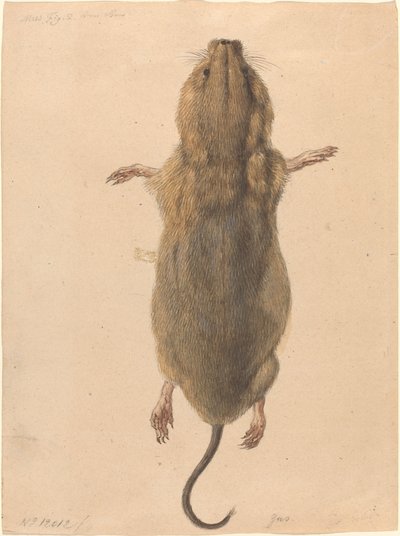 Mysz polna z góry autorstwa Johann Rudolph Schellenberg