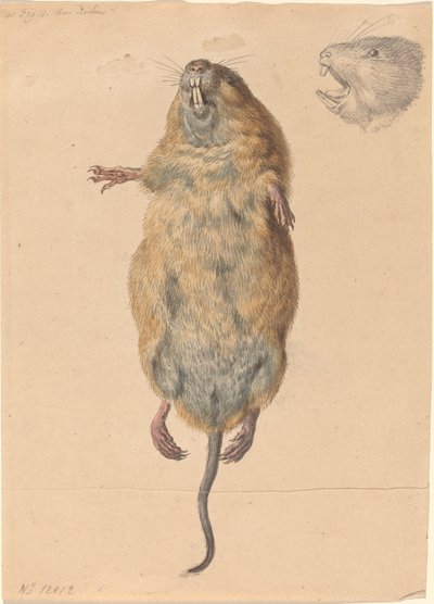 Mysz polna, od dołu autorstwa Johann Rudolph Schellenberg
