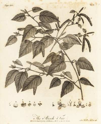 Brzoza omszona, Betula pubescens. autorstwa Johann Sebastien Muller