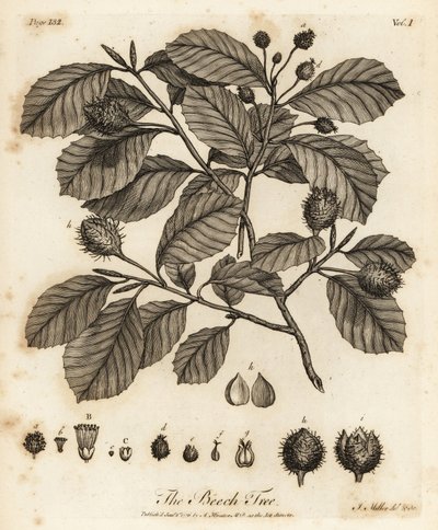 Buk zwyczajny lub buk zwyczajny, Fagus sylvatica. autorstwa Johann Sebastien Muller