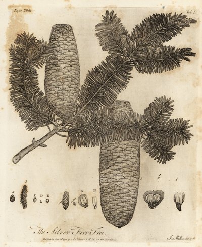 Jodła pospolita, Abies alba. autorstwa Johann Sebastien Muller