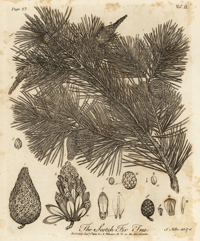 Sosna zwyczajna, Pinus sylvestris. autorstwa Johann Sebastien Muller