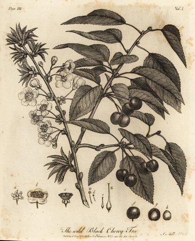 Wiśnia, wiśnia cierpka lub wiśnia karłowata, Prunus cerasus. autorstwa Johann Sebastien Muller