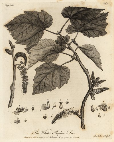 Topola biała, Populus alba. autorstwa Johann Sebastien Muller