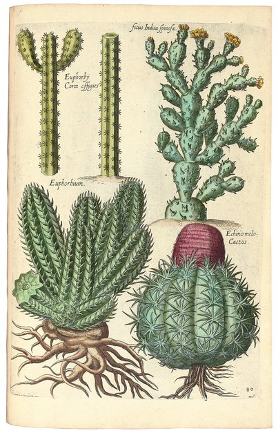 Kaktusy, 1641 autorstwa Johann Theodor de Bry