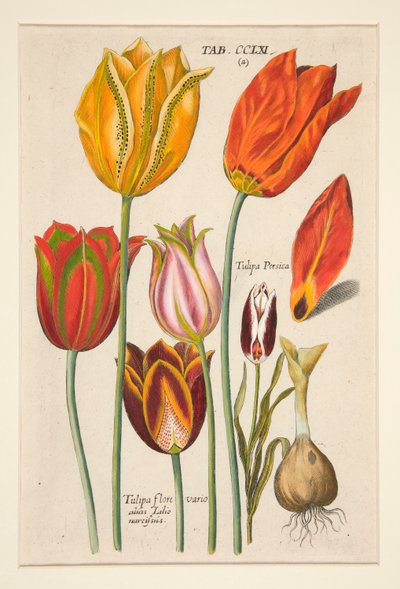 Nowe Florilegium, to Różnorodne i Największe Promienie Kwiatów i Roślin (Talerz Kwiatów); (tulipany); z zestawu 81 talerzy autorstwa Johann Theodor de Bry
