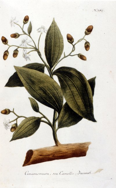 Cynamon - w Herbierze J.W. Weinmanna autorstwa Johann Wilhelm Weinman