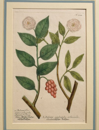 Krzew balsamiczny zachodni, kolorowy grawer autorstwa Johann Wilhelm Weinmann