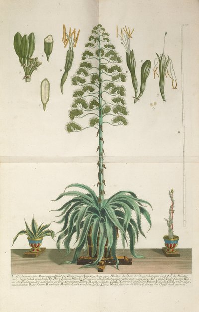 Grawerowana i mezzotinta tabliczka z Aloe Americana folio Mucronato, ok. 1900 r. 1735-1737 autorstwa Johann Wilhelm Weinmann