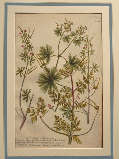 Herb Robert (Geranium robertianum), kolorowy grawer autorstwa Johann Wilhelm Weinmann
