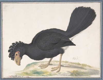 Czarny Curassow, b.d. autorstwa Johannes Bronckhorst