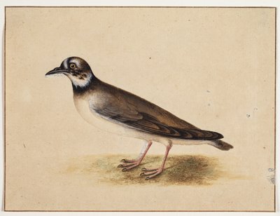 Ptak autorstwa Johannes Bronckhorst