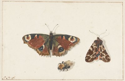 Motyl, ćma i trzmiel autorstwa Johannes Bronkhorst