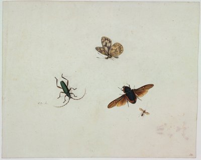 Cztery owady, koniec XVII wieku. autorstwa Johannes Bronkhorst