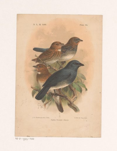 Cztery ptaki na gałęzi Siphia Everetti Sharpe (tytuł na obiekcie) autorstwa Johannes Gerardus Keulemans