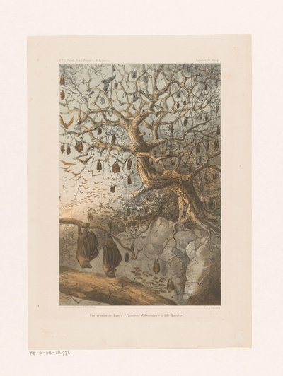 Vleermuizen w een boom Spotkanie Fanysa (Pteropus Edwardsii) na Majotcie (tytuł na obiekcie) Relacja z podróży (tytuł serii na obiekcie) autorstwa Johannes Gerardus Keulemans